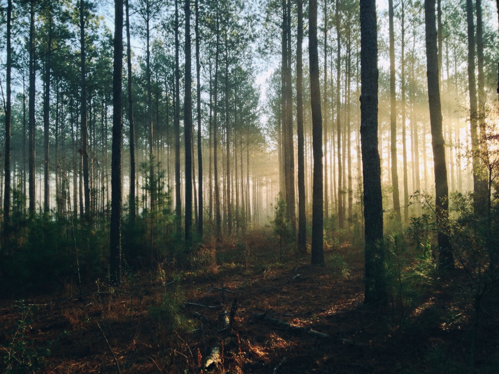 노르웨이의 숲 - 무라카미 하루키/민음사